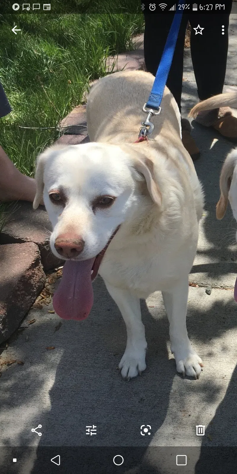 Lost dog in Jefferson, CO, 80456