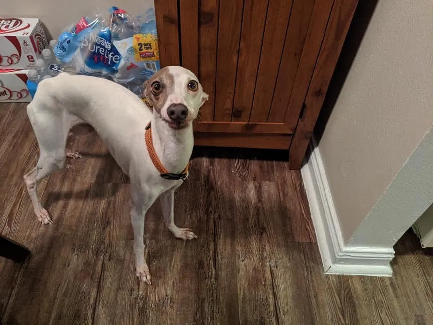 Lost dog in Youngsville, LA, 70592