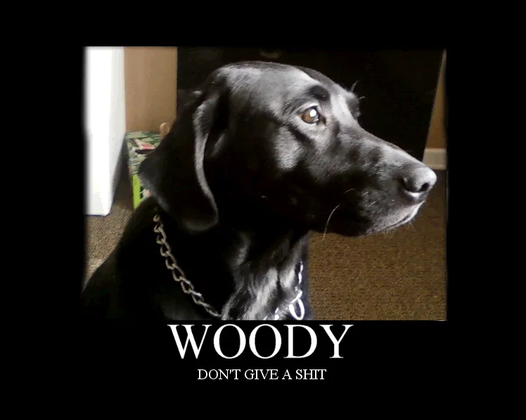 Lost dog in Loganville, GA, 30052