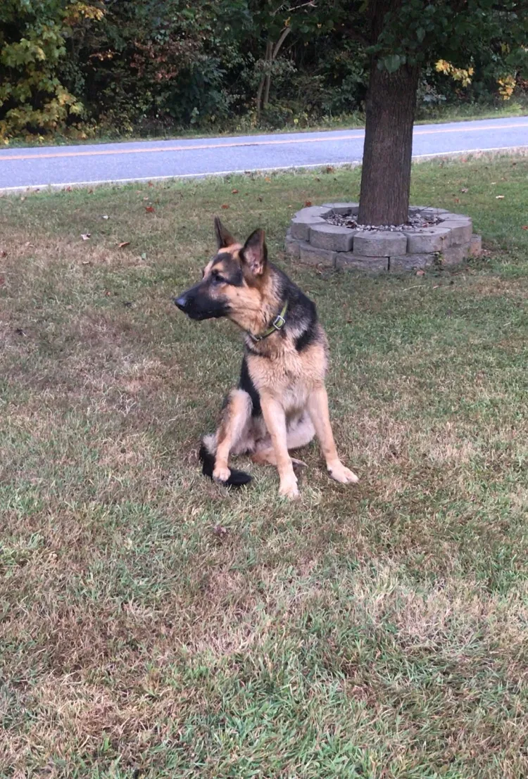 Lost dog in Nebo, NC, 28761
