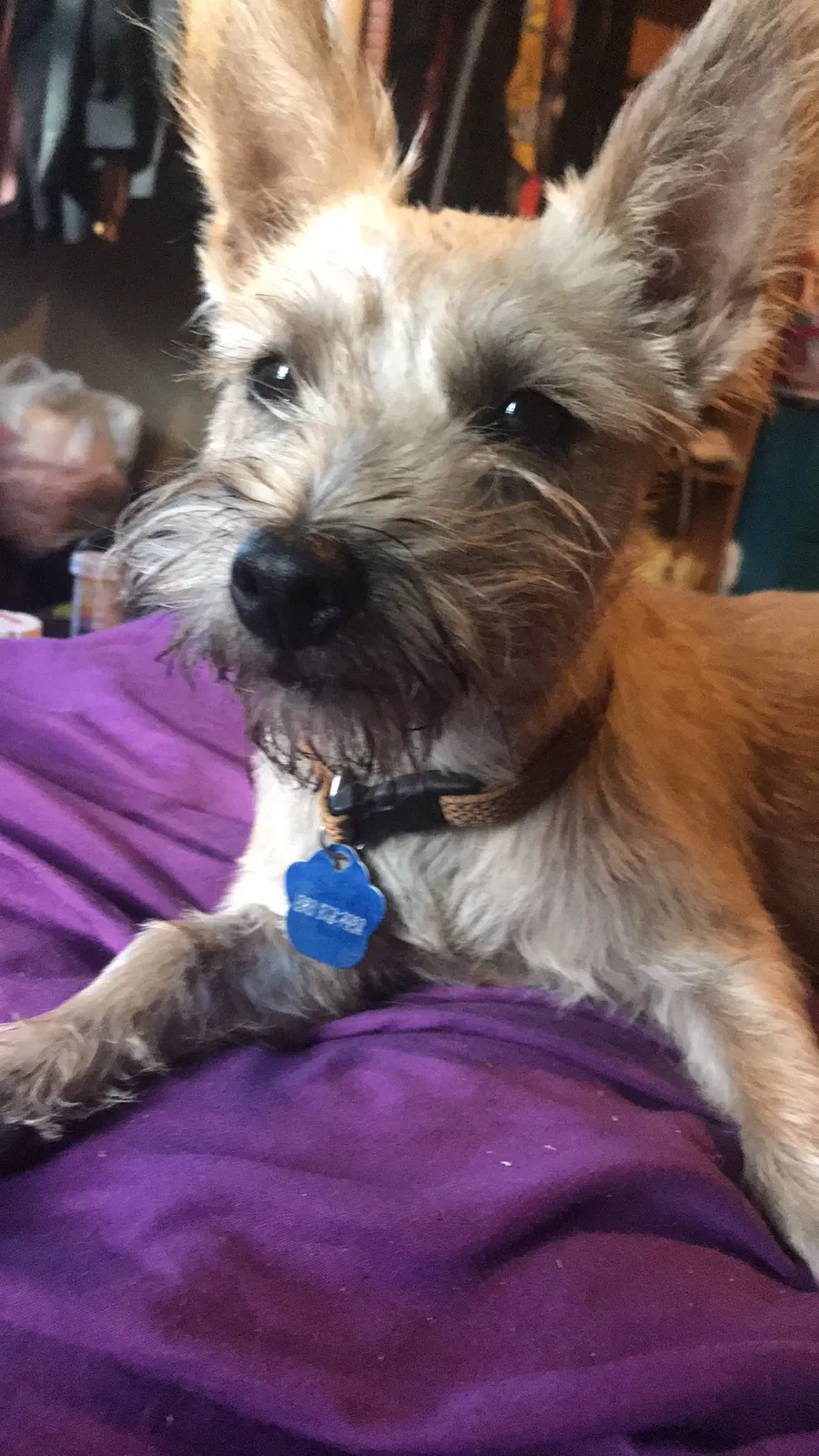 Lost dog in Spencerville, IN, 46788