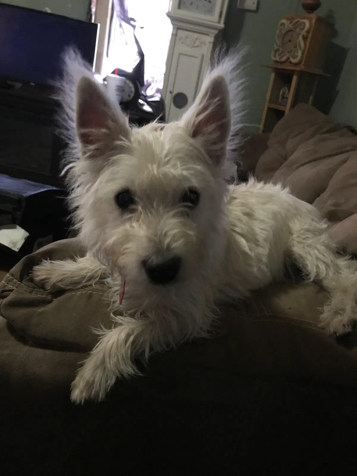 Lost dog in Spencerville, IN, 46788