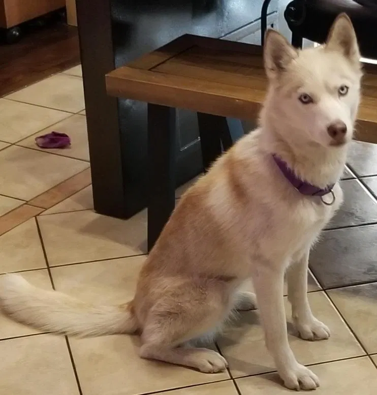 Lost dog in Walnut, CA, 91789