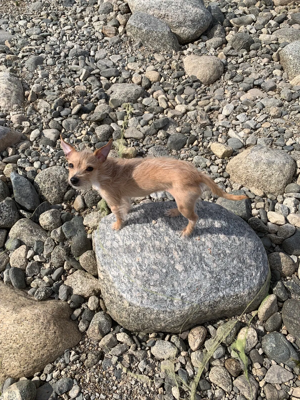 Lost dog in Los Angeles, CA, 90065