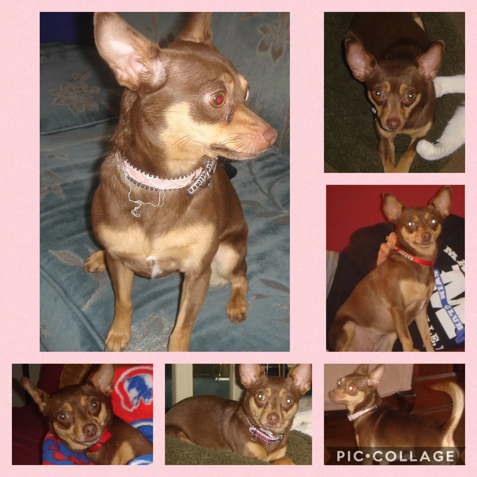 Lost dog in Hobart, IN, 46342