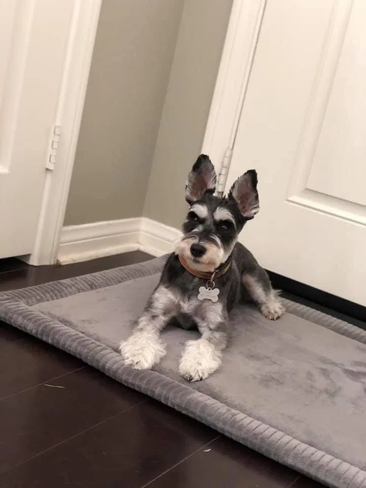 Lost dog in Chino, CA, 91710