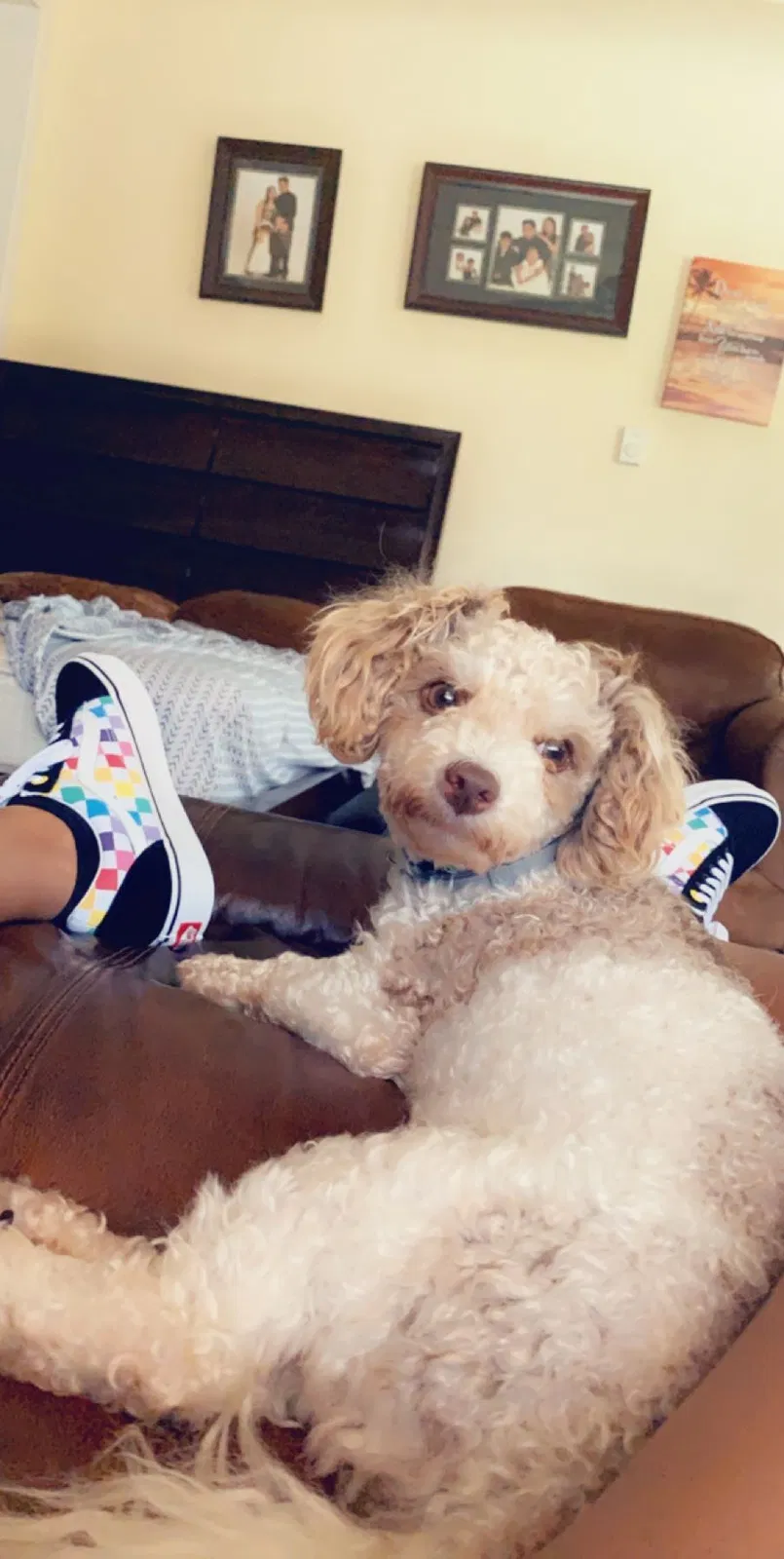 Lost dog in Scranton, PA, 18509