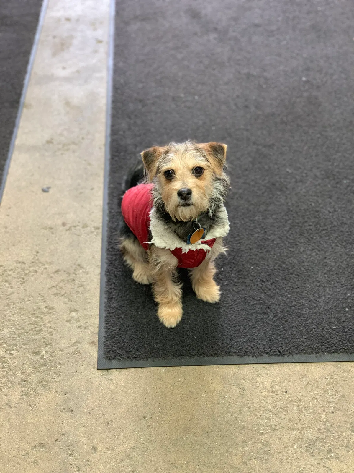 Lost dog in Chicago, IL, 60620