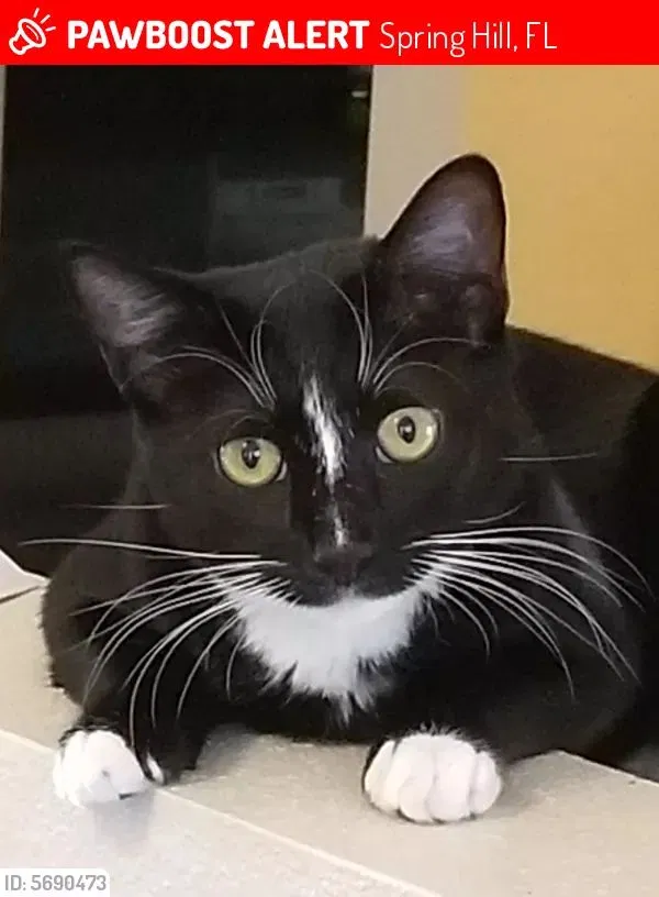 Lost cat in Spring Hill, FL, 34608