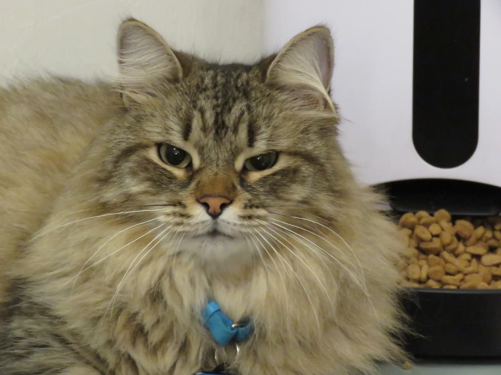 Lost cat in Naples, FL, 34109