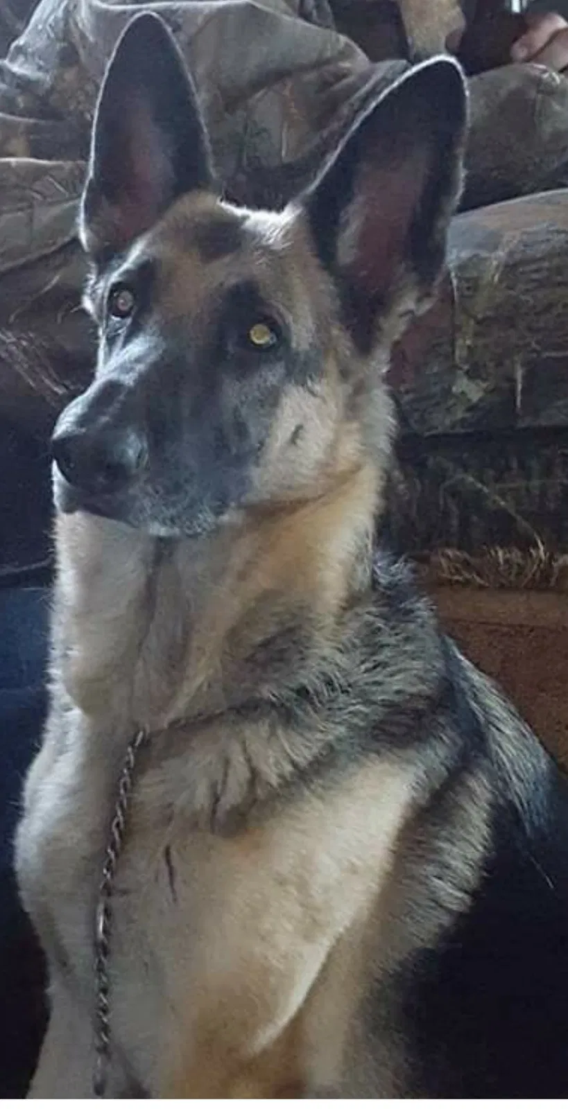 Lost dog in Rydal, GA, 30171