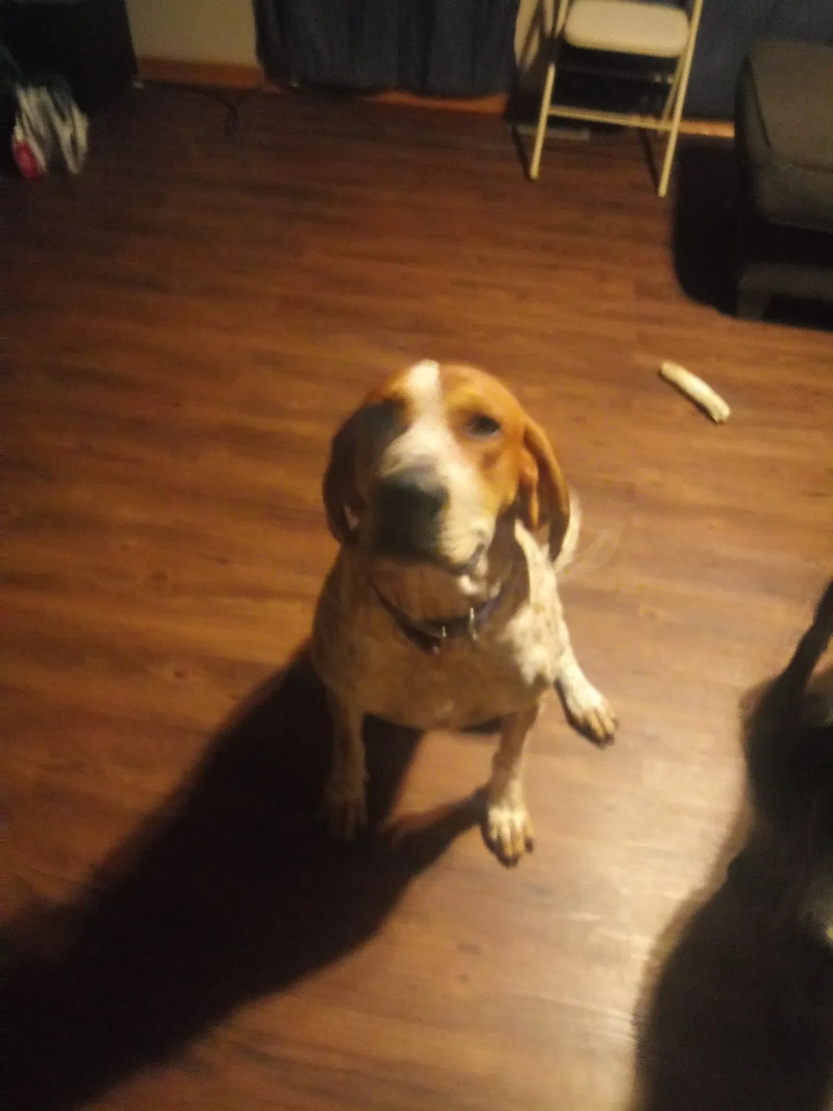 Lost dog in Lafayette, IN, 47909