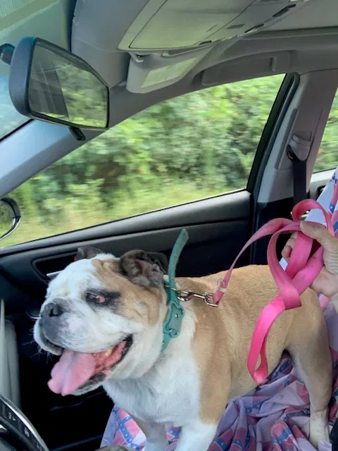 Lost dog in Carrollton, GA, 30116