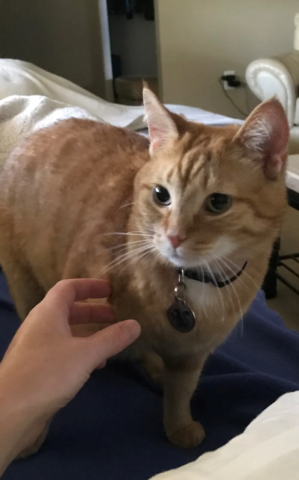 Lost cat in Monroeville, PA, 15146