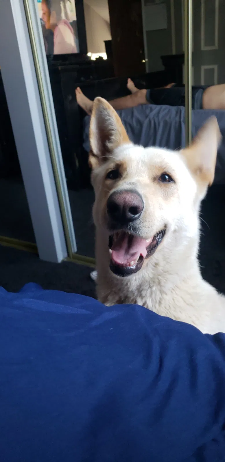 Lost dog in Moreno Valley, CA, 92553