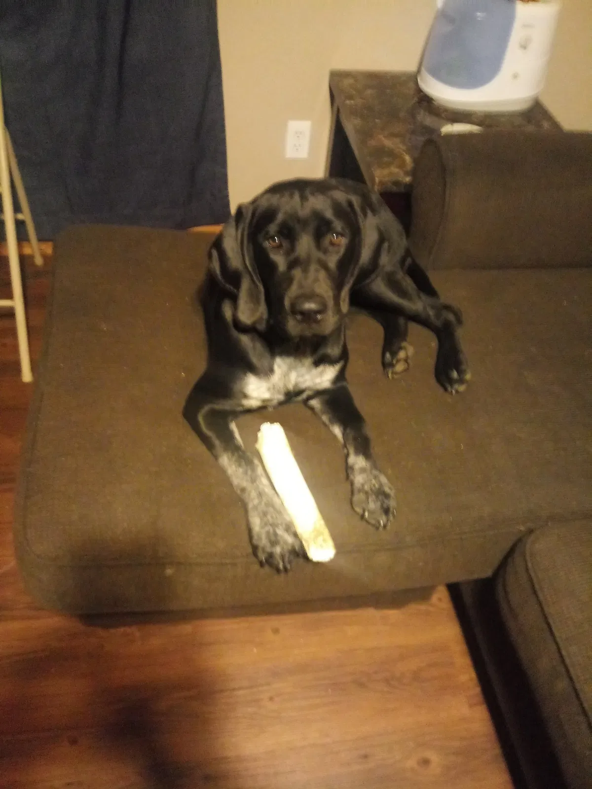 Lost dog in Lafayette, IN, 47909