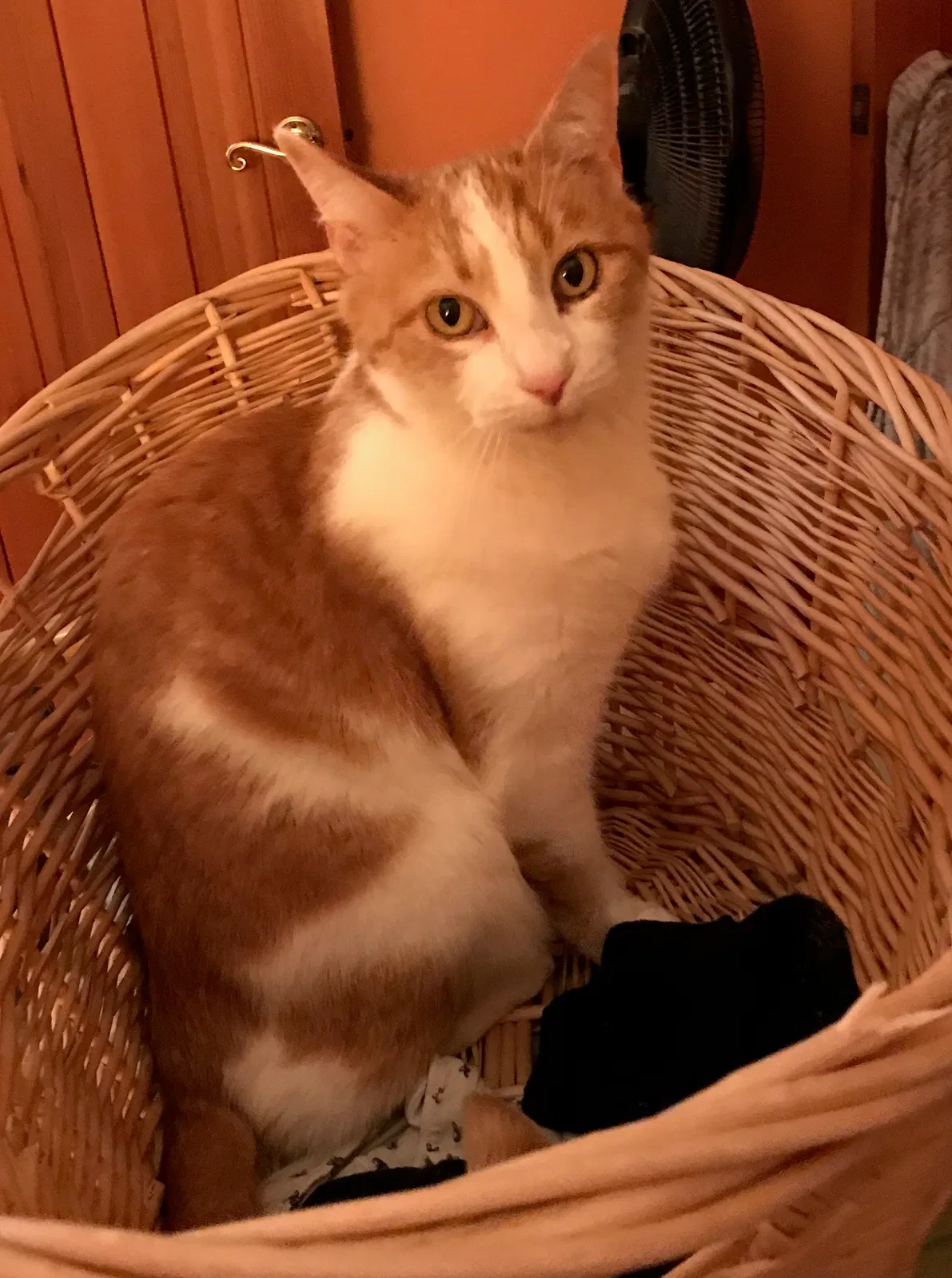 Lost cat in Roanoke, VA, 24018
