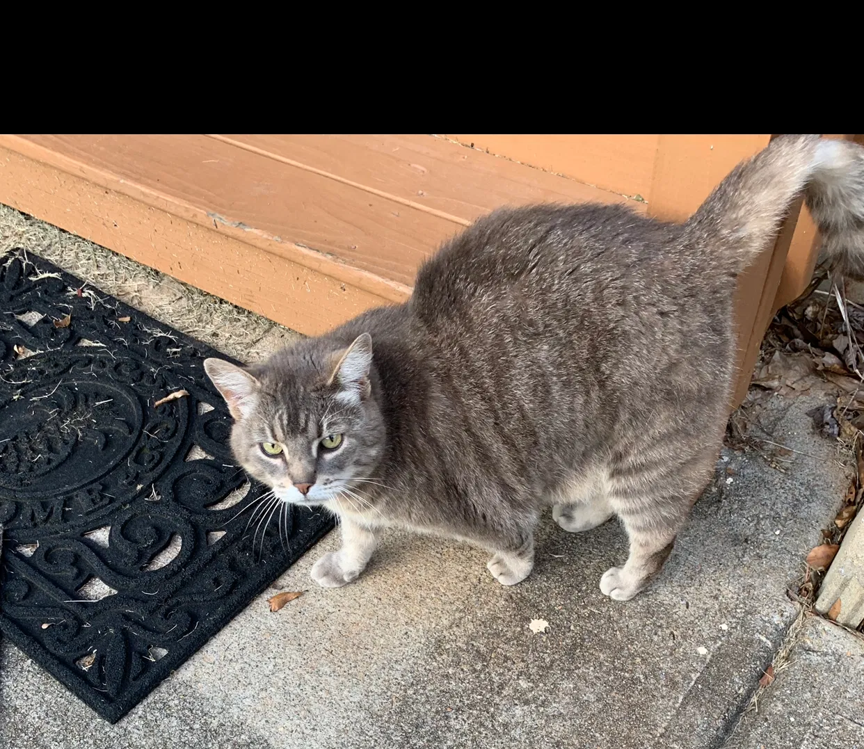 Lost cat in Carrollton, GA, 30116
