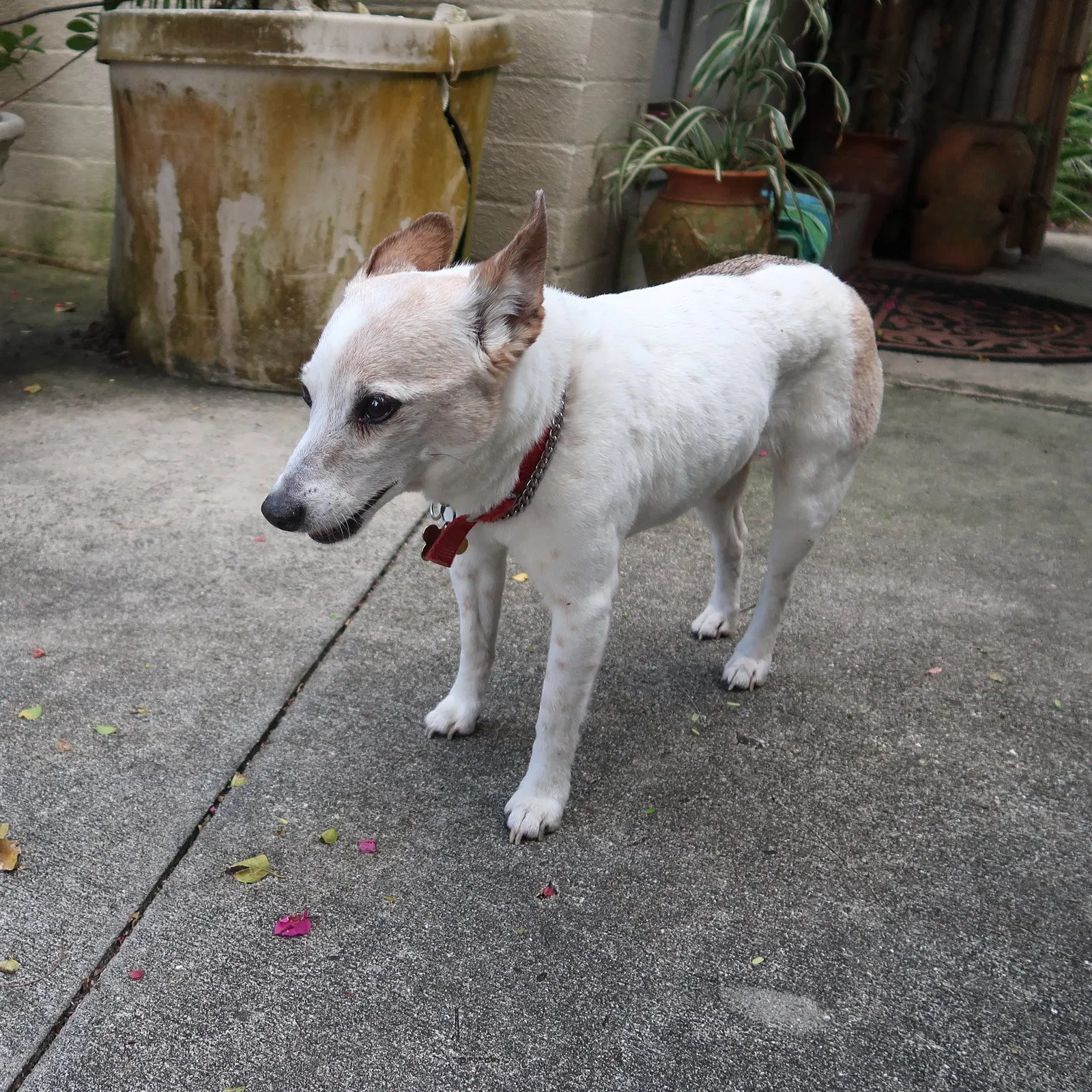Lost dog in Orlando, FL, 32804