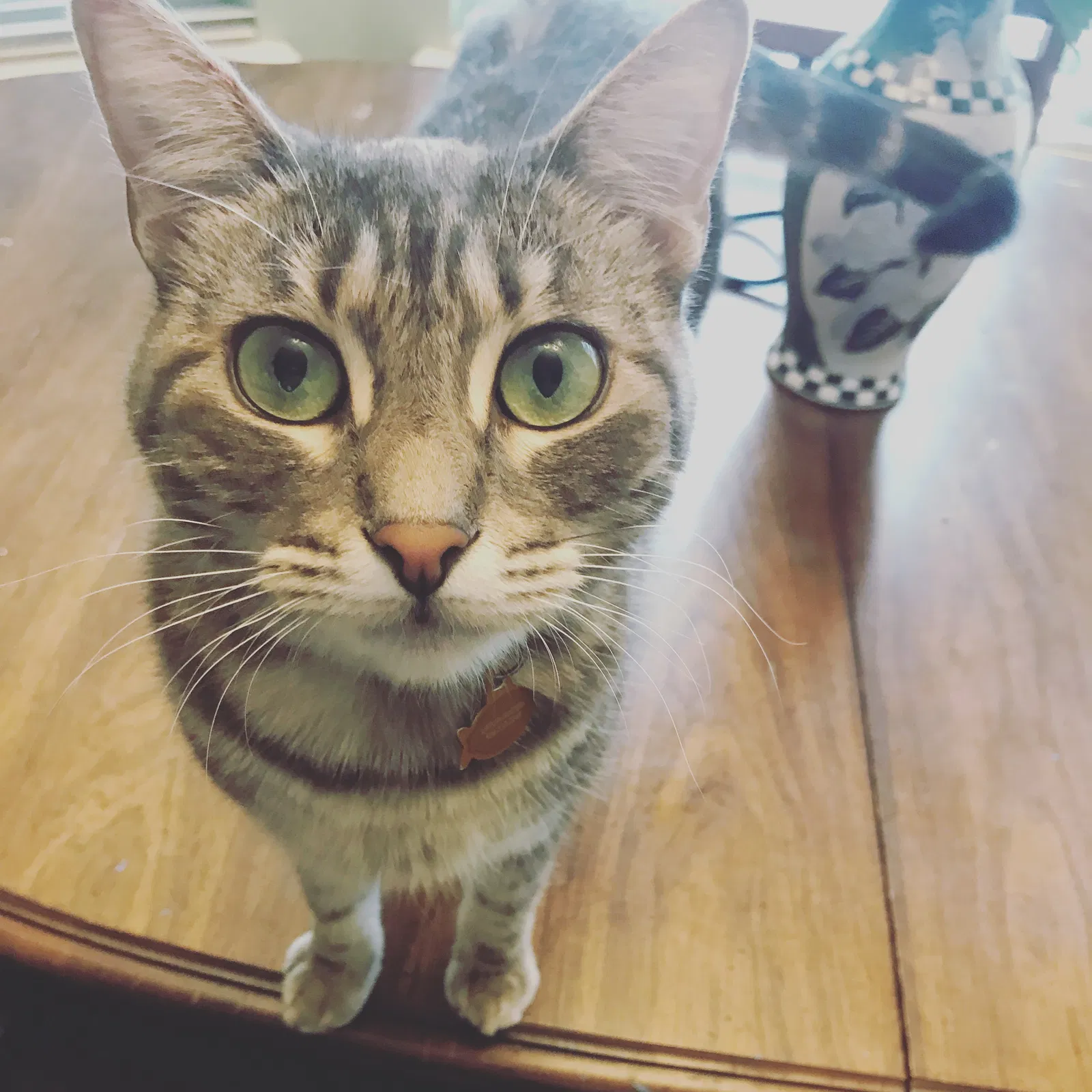 Lost cat in Kingsland, GA, 31548