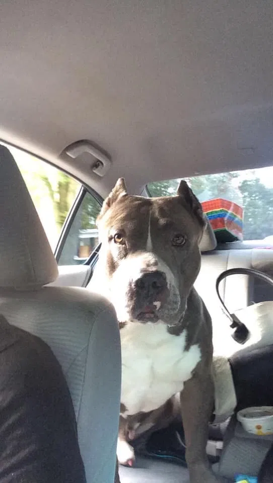 Lost dog in Richmond, IN, 47374