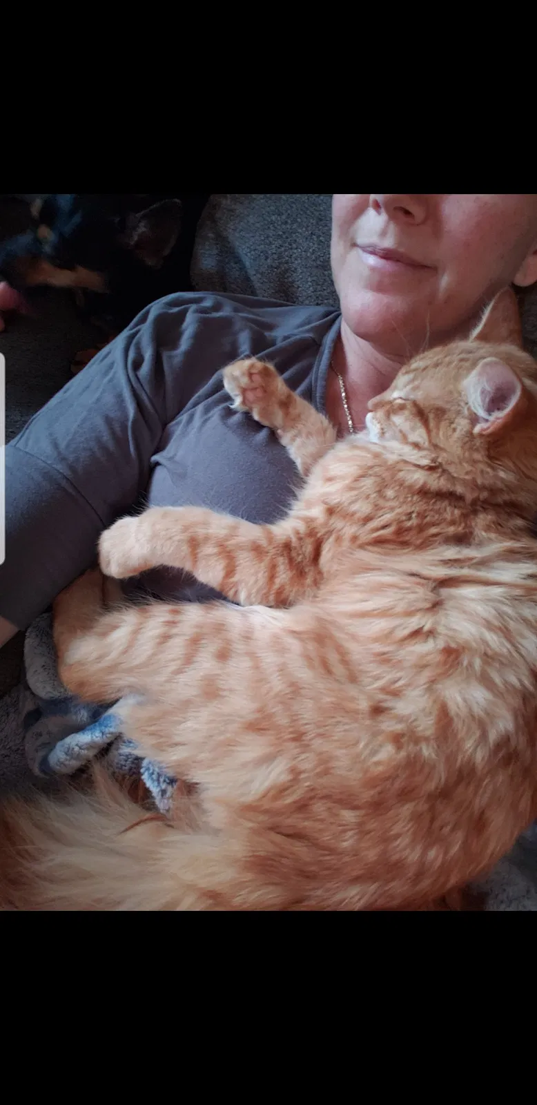 Lost cat in Tucson, AZ, 85737