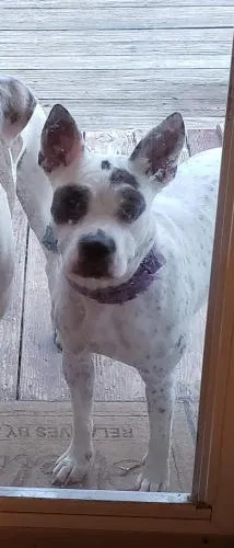 Lost dog in Winston Salem, NC, 27107
