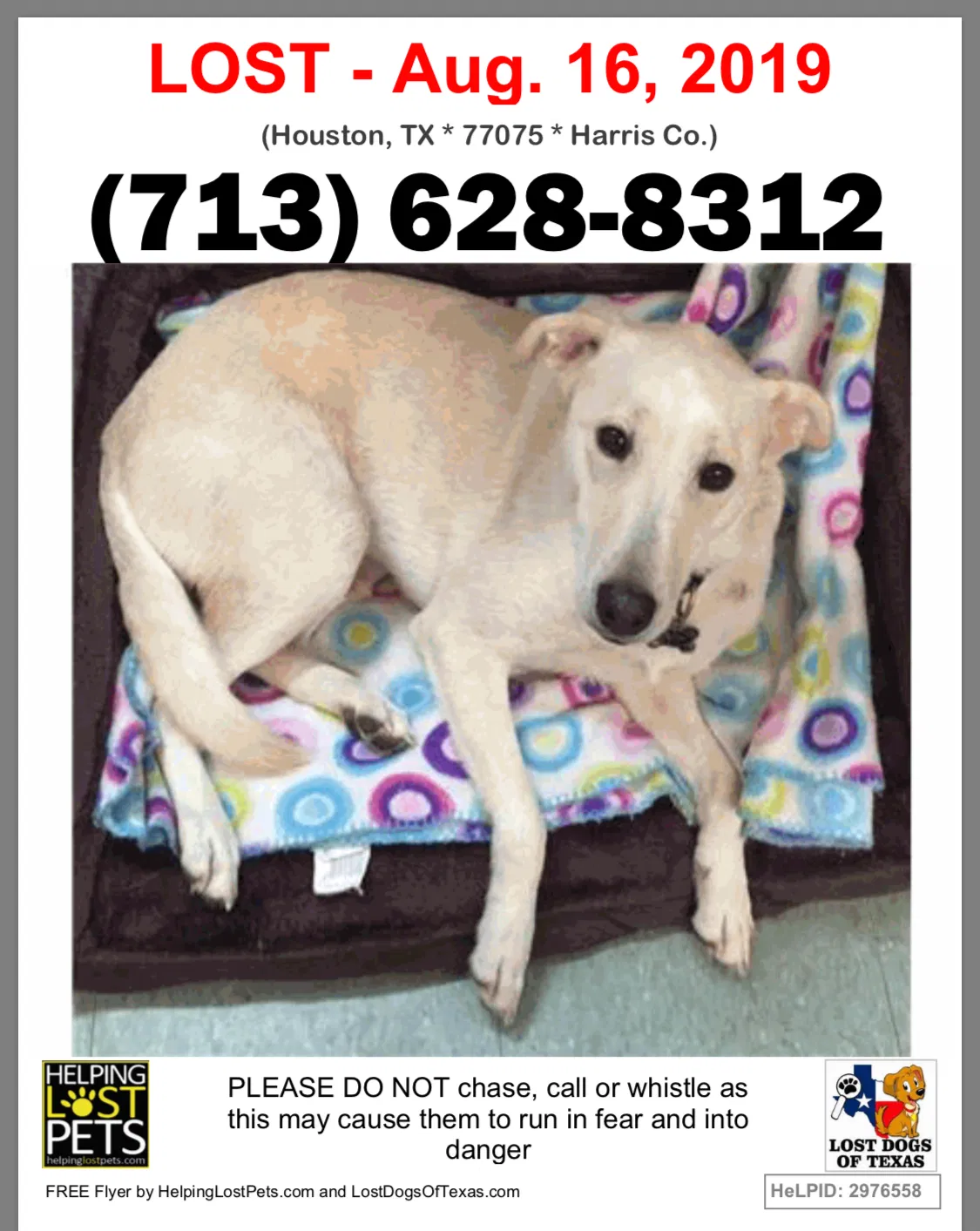 Lost dog in Houston, TX, 77075