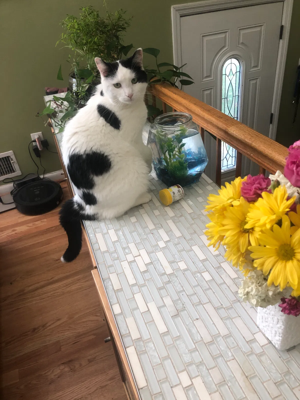 Lost cat in Fairfax, VA, 22030
