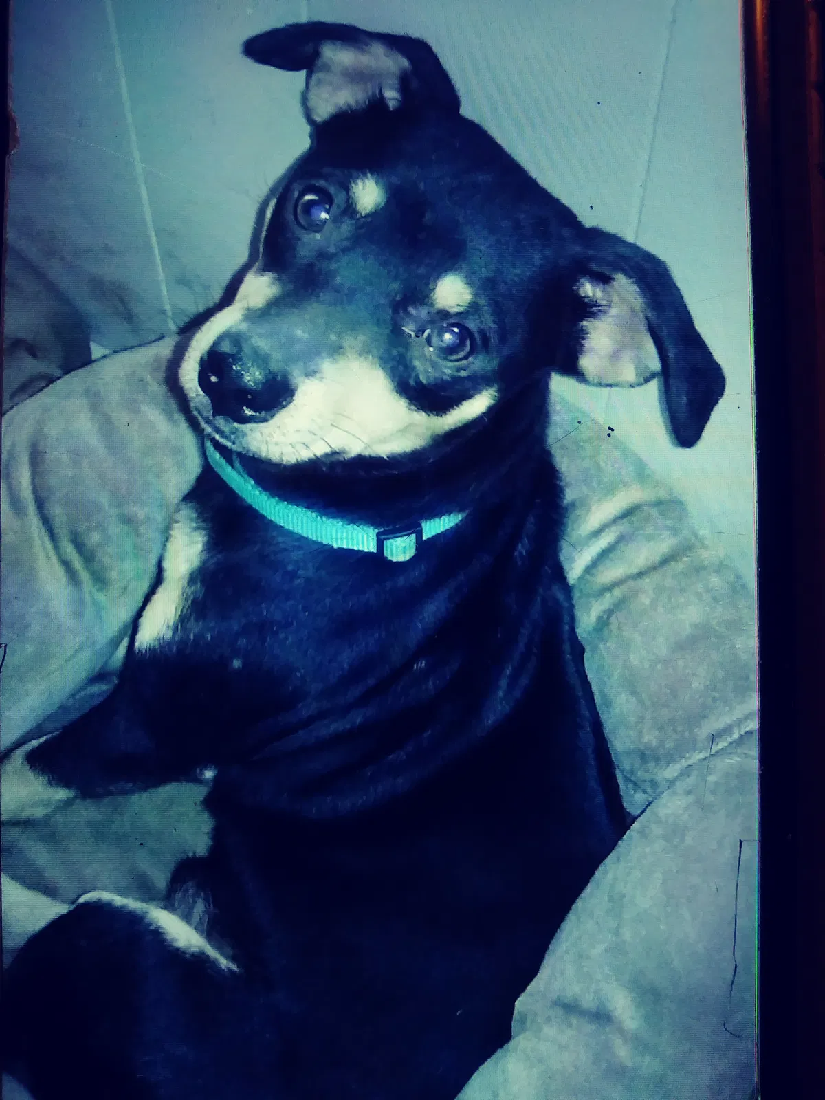 Lost dog in Cordova, AL, 35550