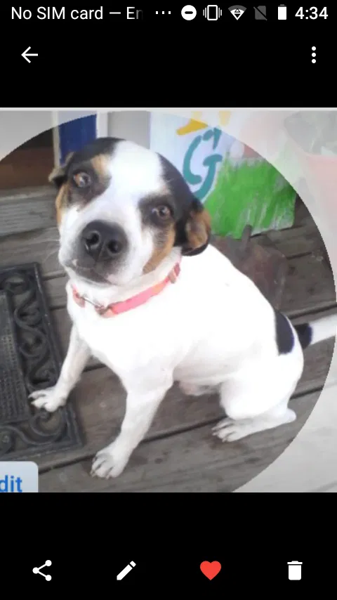 Lost dog in Saint Charles, KY, 42453