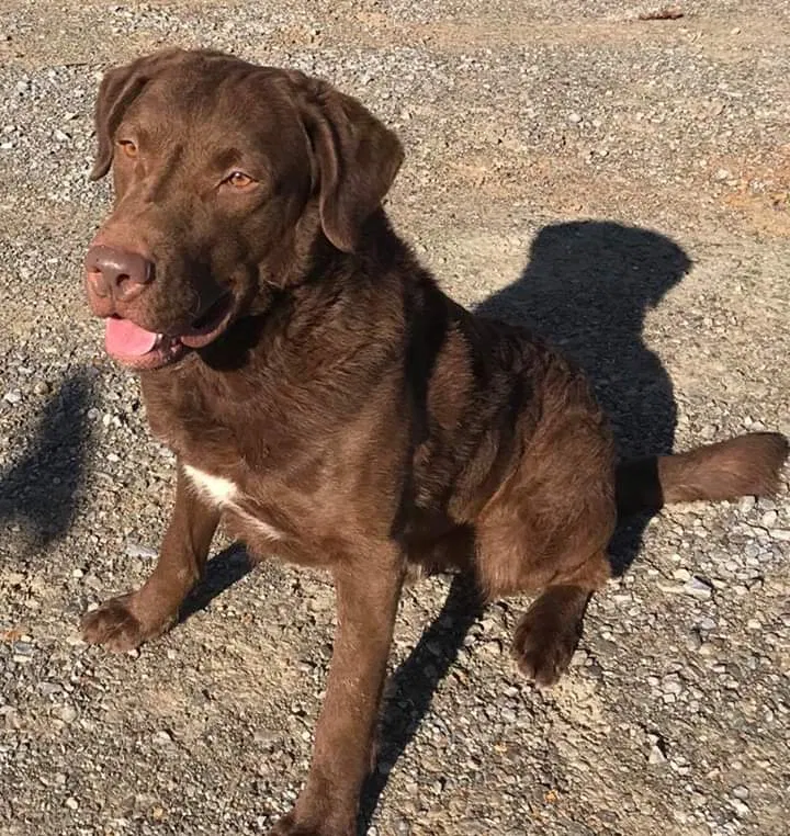Lost dog in Claremore, OK, 74017
