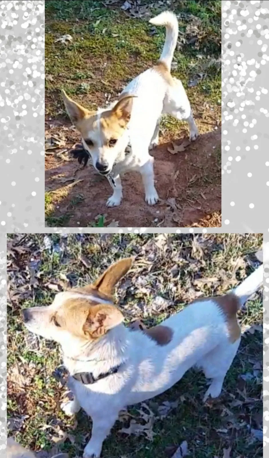 Lost dog in Hoschton, GA, 30548