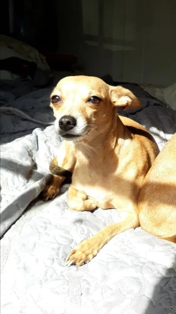 Lost dog in Whittier, CA, 90602