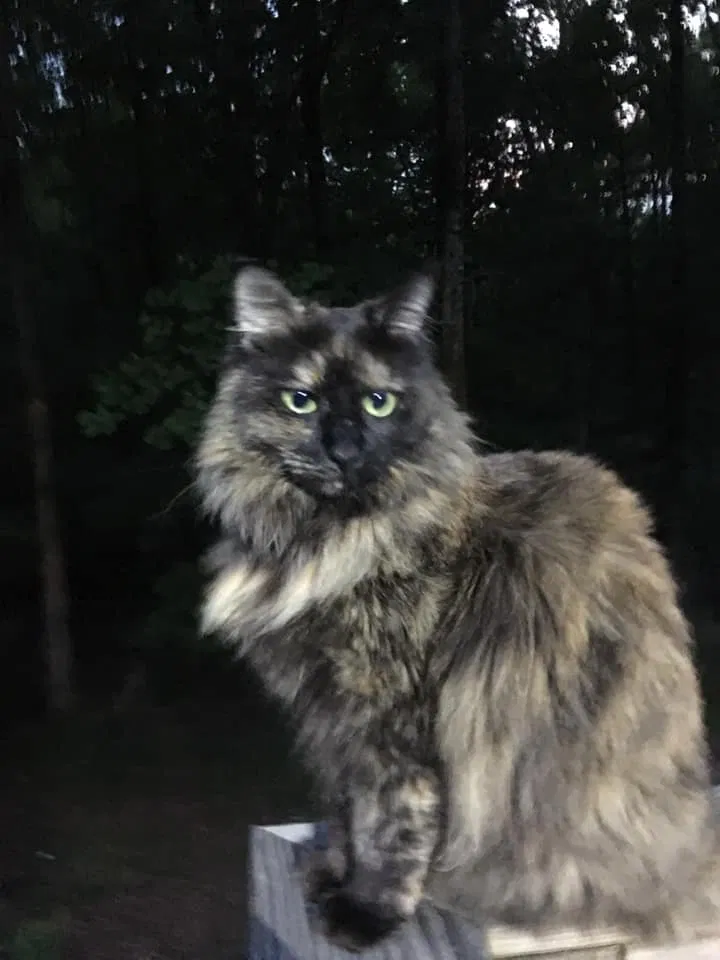 Lost cat in Kennesaw, GA, 30144