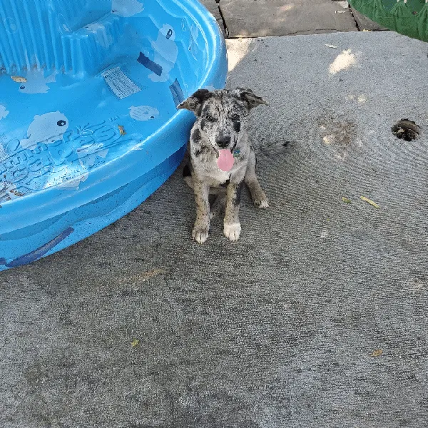Lost dog in Loudon, TN, 37774