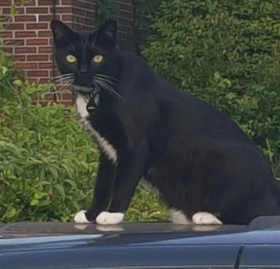 Lost cat in Wilmington, NC, 28403