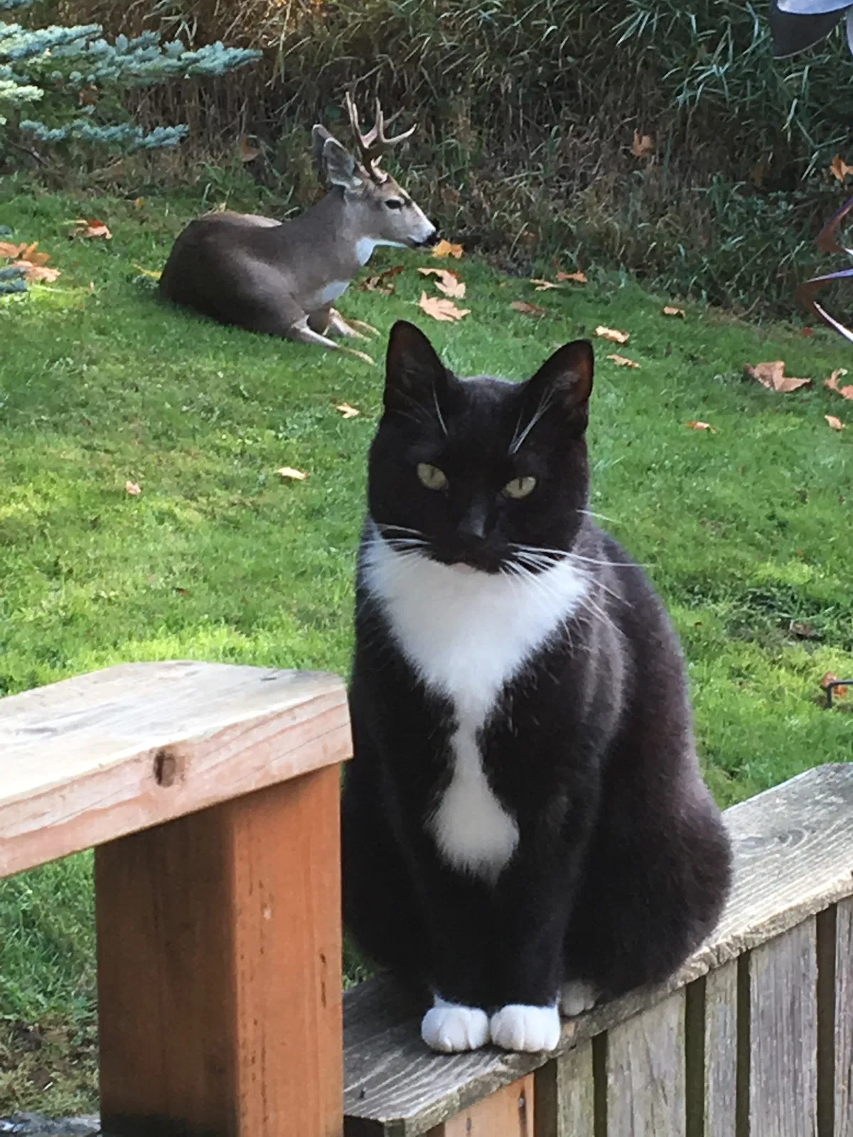 Lost cat in Bellingham, WA, 98226