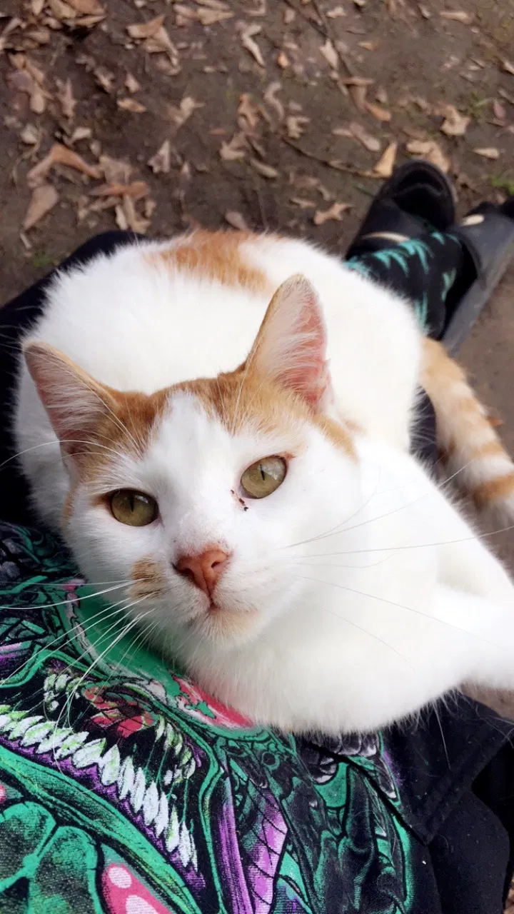 Lost cat in Monroe, LA, 71203