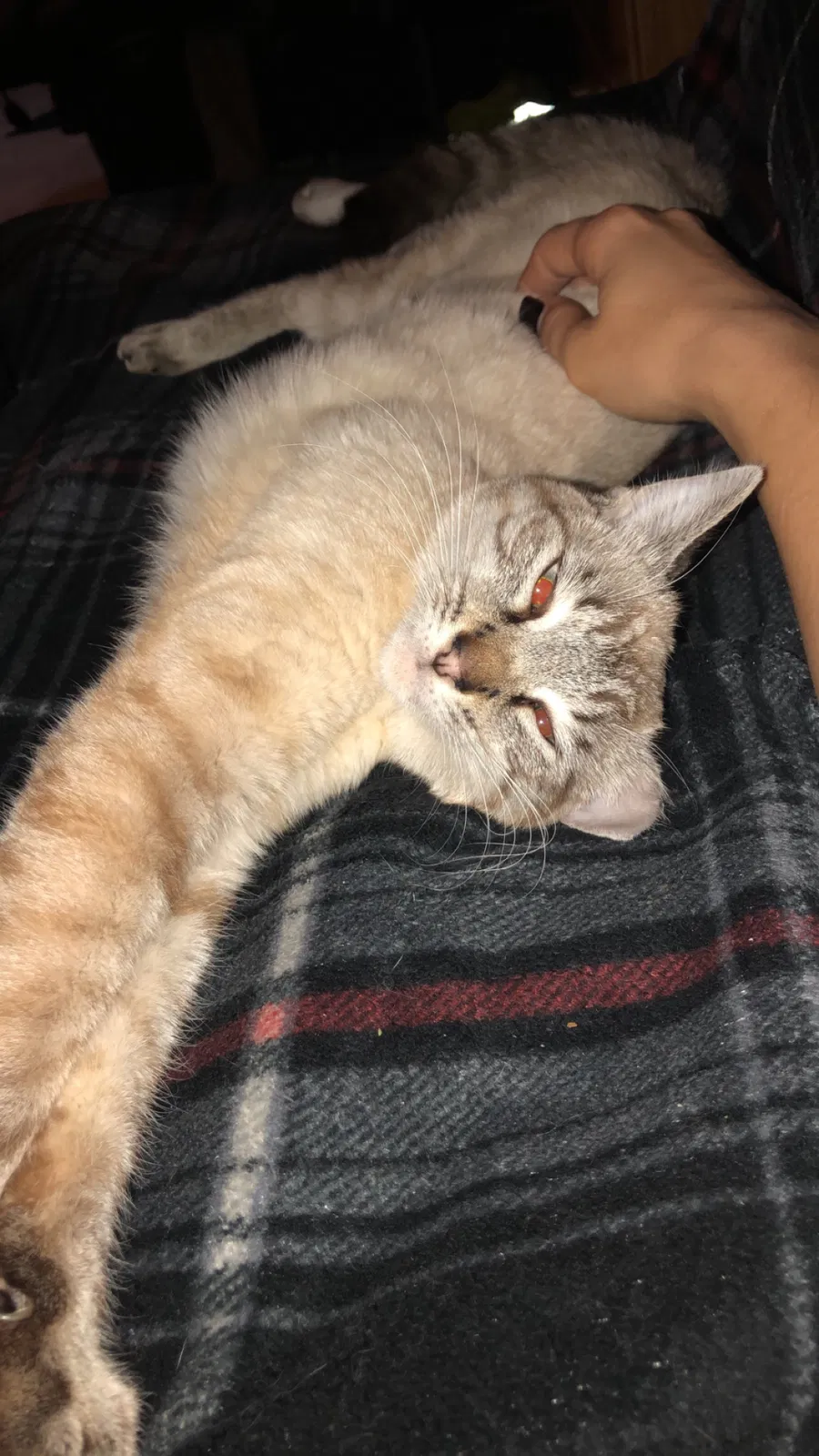 Lost cat in Massillon, OH, 44646