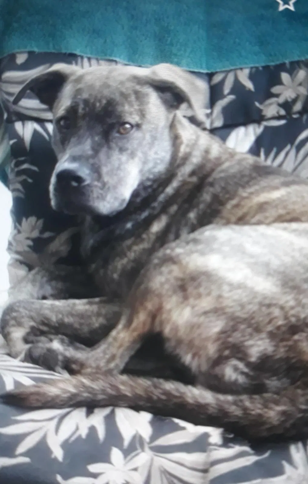 Lost dog in New Port Richey, FL, 34655