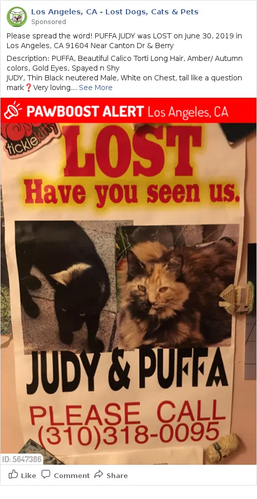Lost cat in Studio City, CA, 91604