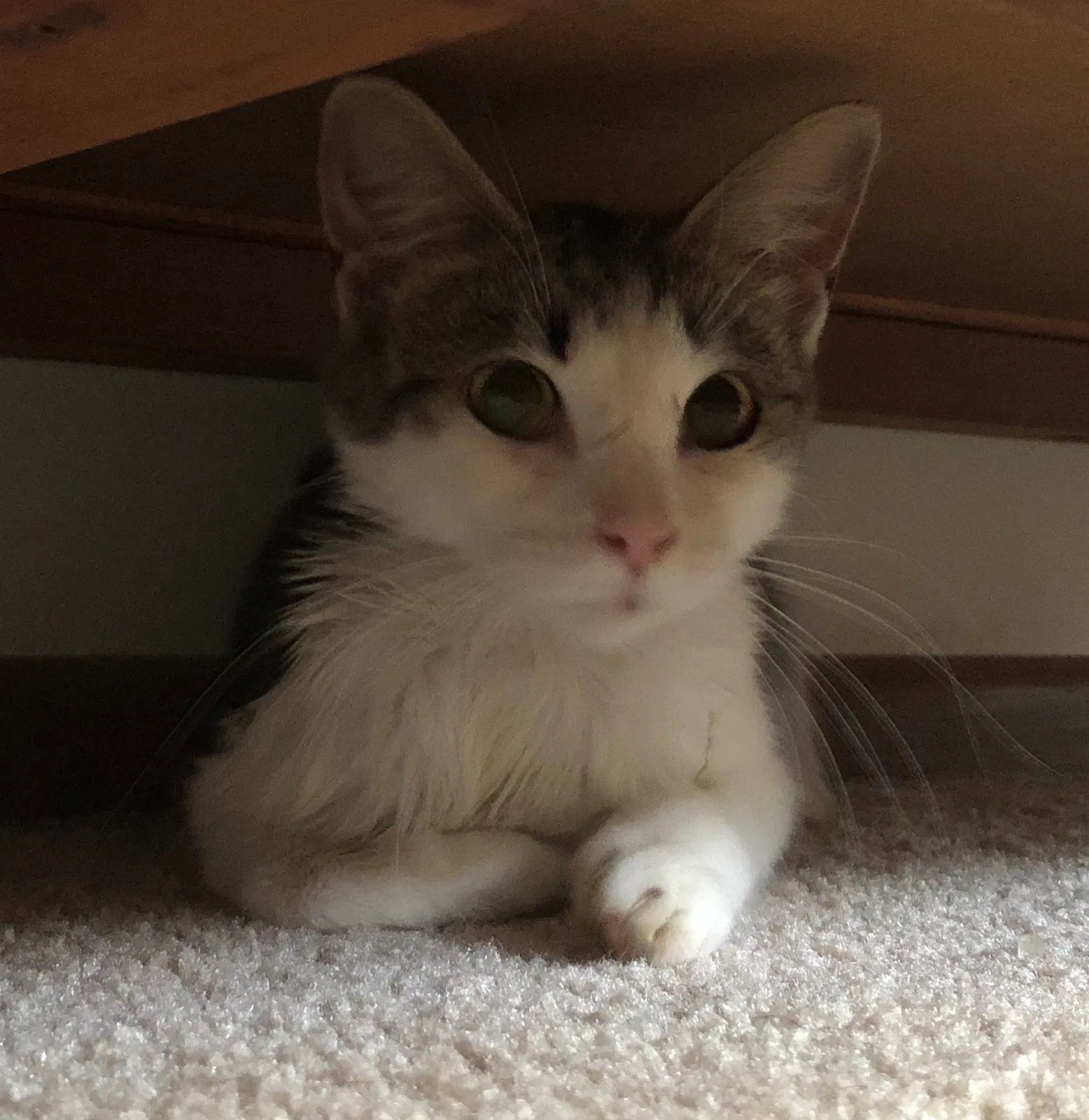 Lost cat in New Berlin, WI, 53151