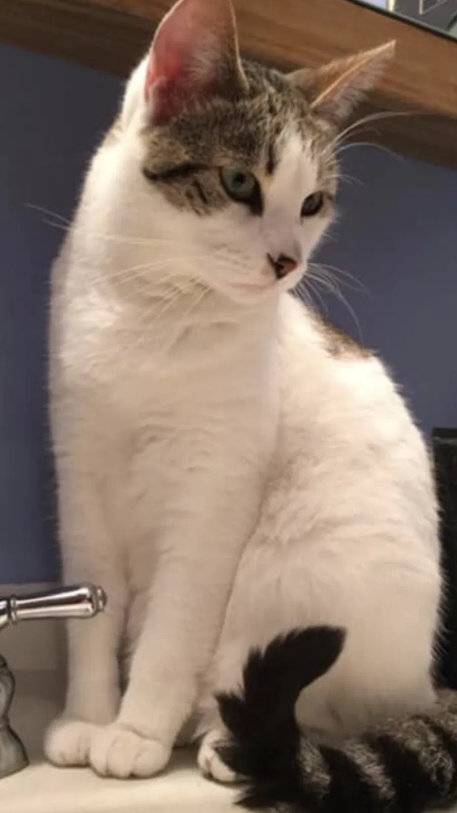 Lost cat in Minnetonka, MN, 55345