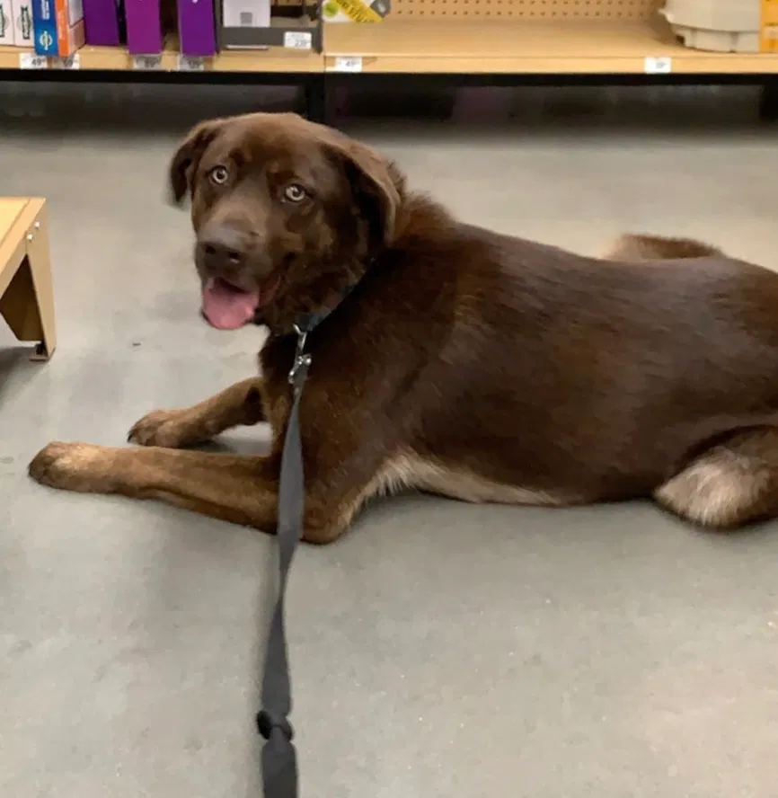 Lost dog in Edmond, OK, 73013