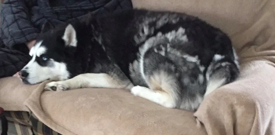 Lost dog in Mauston, WI, 53948
