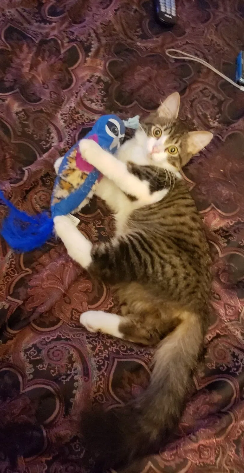 Lost cat in Kyle, TX, 78640
