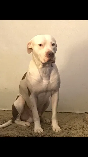 Lost dog in Kinder, LA, 70648