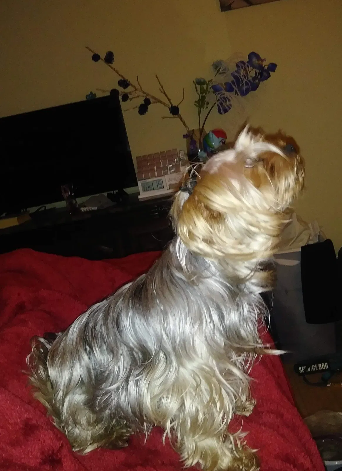 Lost dog in Chicago, IL, 60617