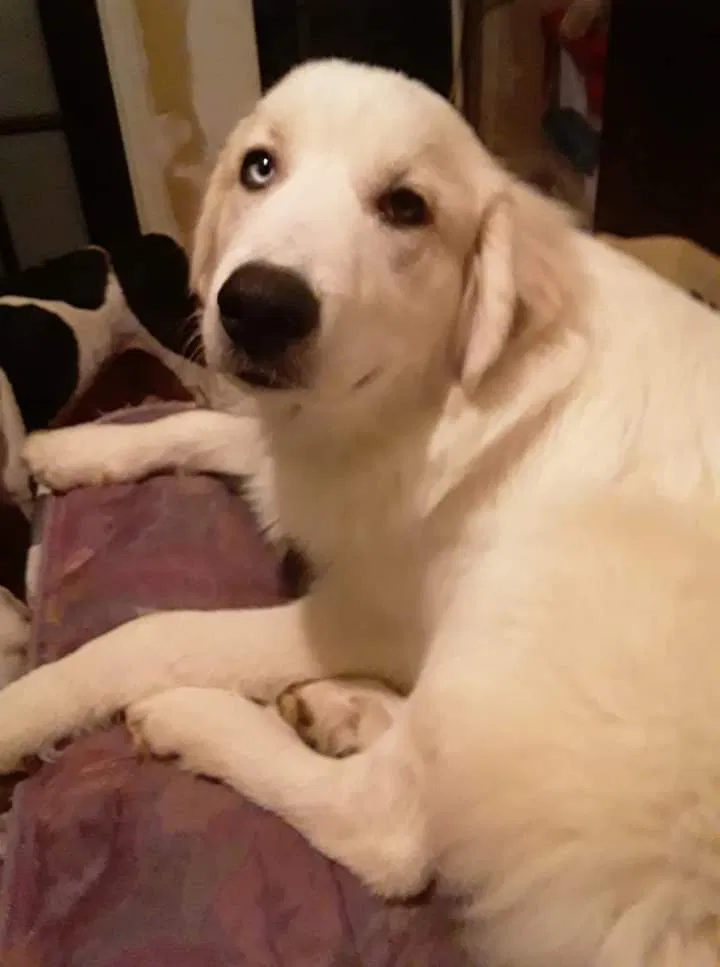 Lost dog in Fort Wayne, IN, 46818